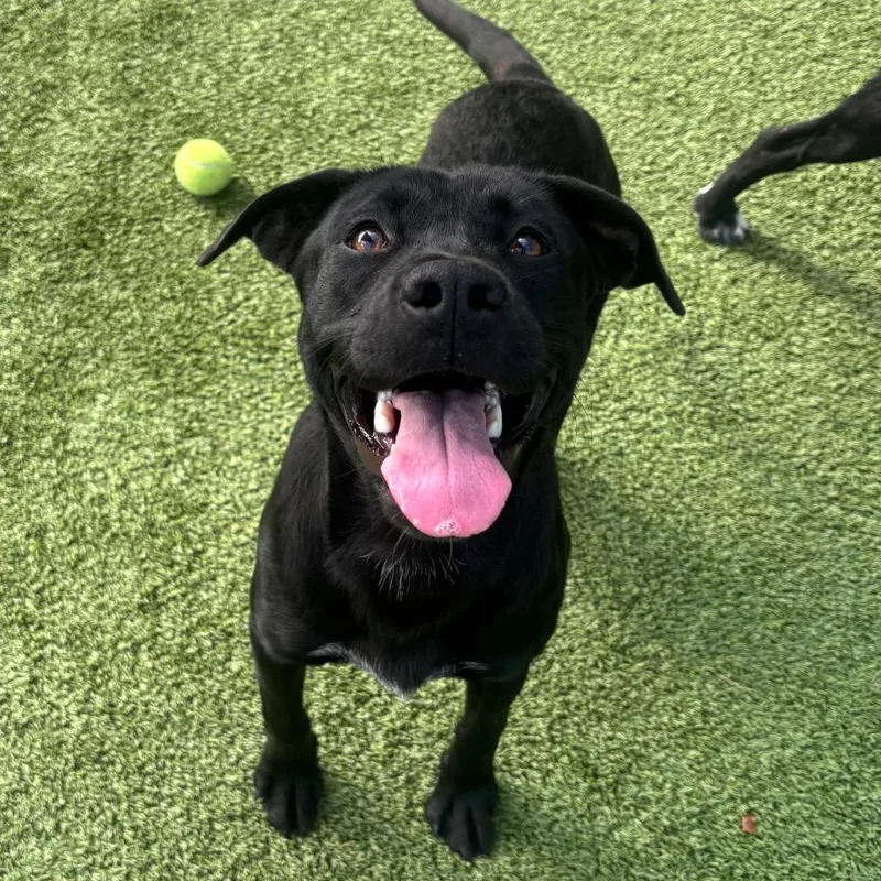 An adult medium-sized female Black Labrador Retriever dog named Marigold for adoption in Chattanooga, TN