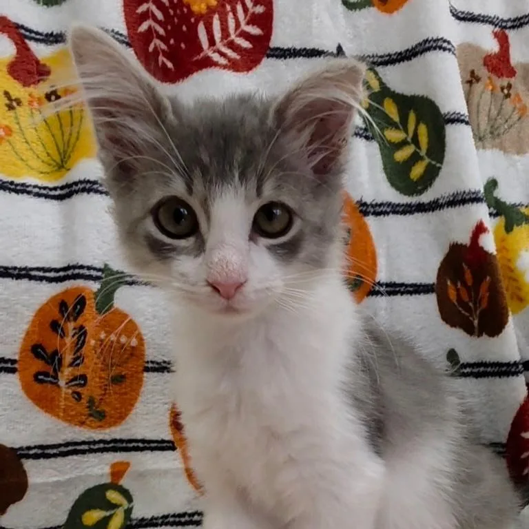 A baby medium-sized female Domestic Short Hair cat named Matilda for adoption in Kerrville, TX