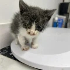 A baby small-sized male Domestic Short Hair cat named Spaghettiz for adoption in St. Louis, MO