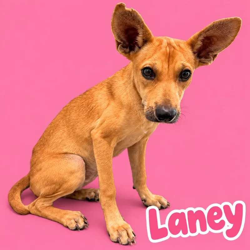 A young small-sized female Brown / Chocolate Carolina Dog dog named Laney for adoption in Scottsdale, AZ