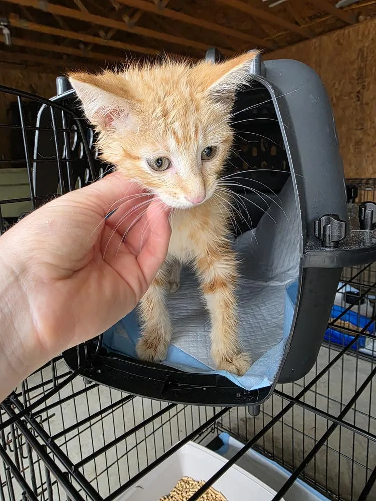A baby small-sized male Tabby (Orange / Red) Domestic Short Hair cat named GarfieldQ for adoption in Metamora, IL