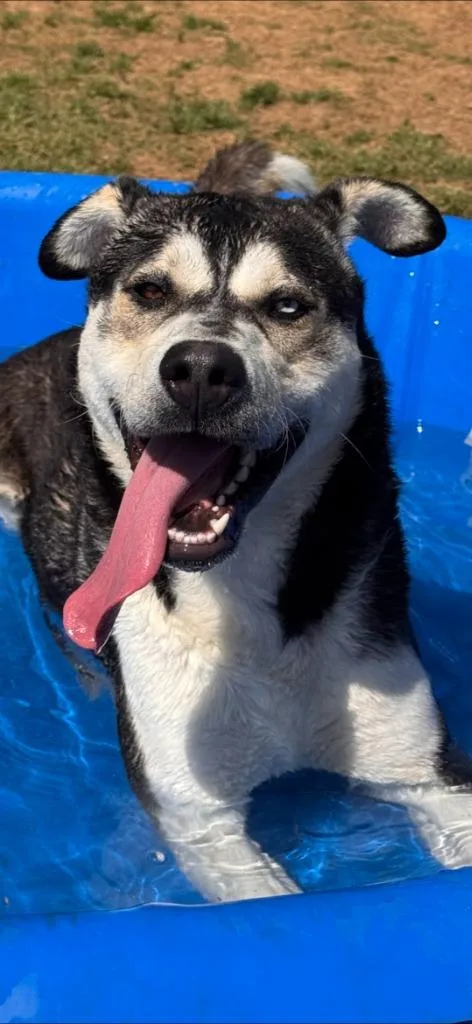A young large-sized male Husky dog named Clark Griswold for adoption in East Ridge, TN