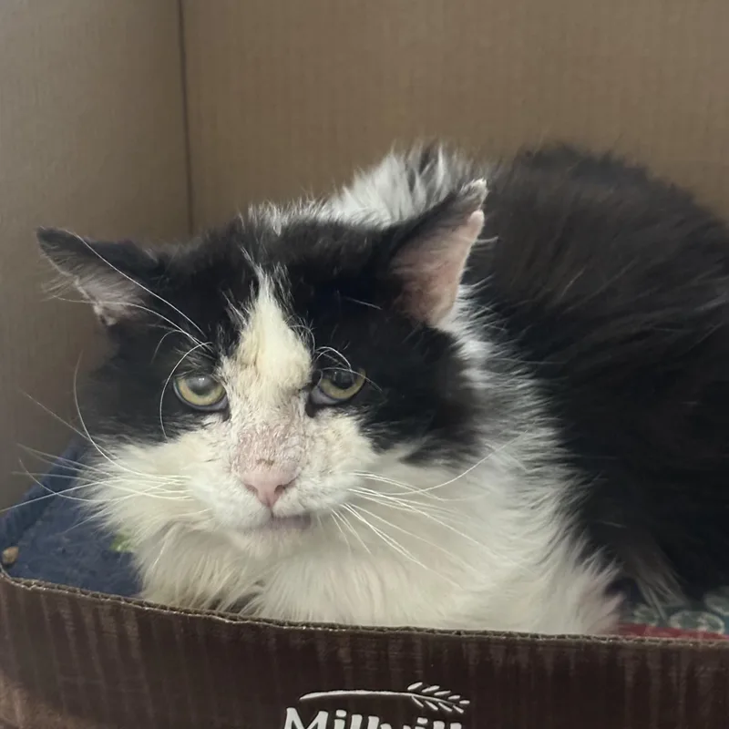 An adult medium-sized male Black & White / Tuxedo Domestic Long Hair cat named Stanley for adoption in Grand Rapids, MI