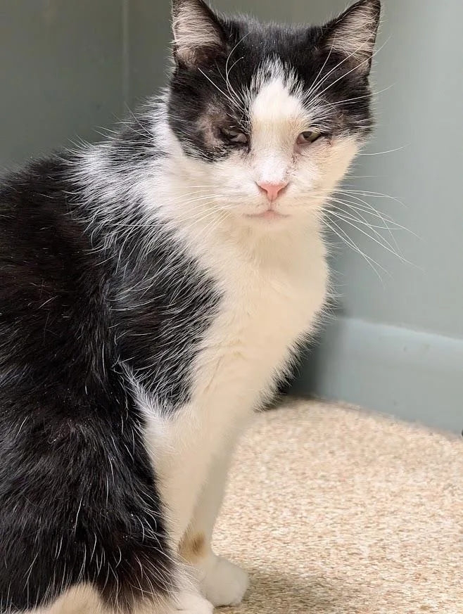 Tuxedo