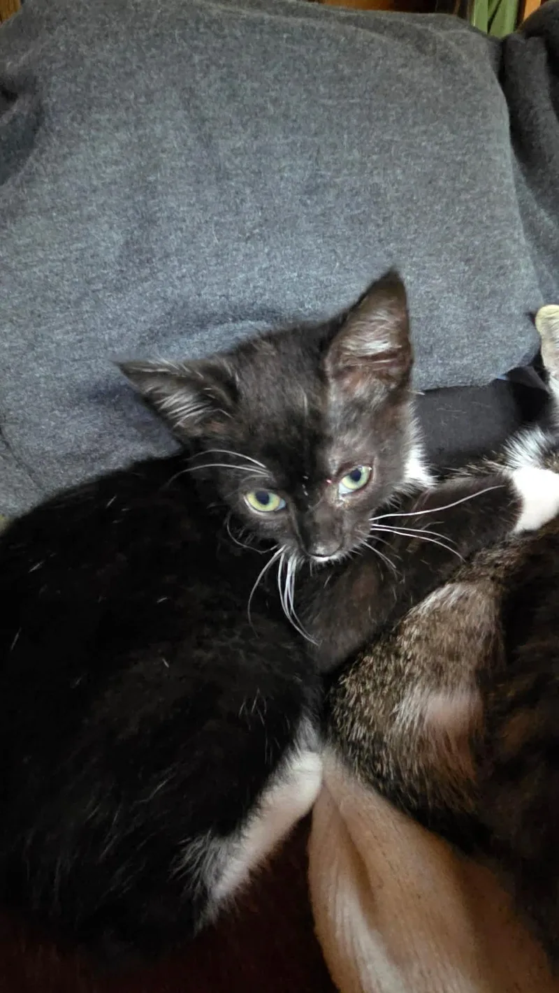 A baby medium-sized female Black & White / Tuxedo Domestic Short Hair cat named Amelia for adoption in Aberdeen, NC