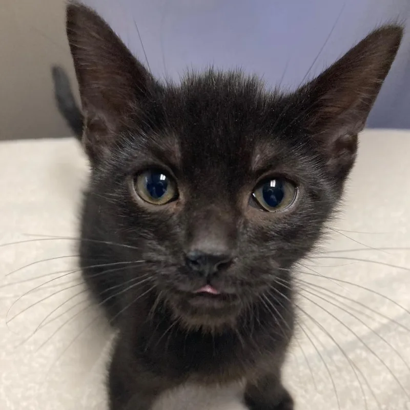 A baby small-sized female Black Domestic Short Hair cat named Reputation for adoption in Chicago, IL