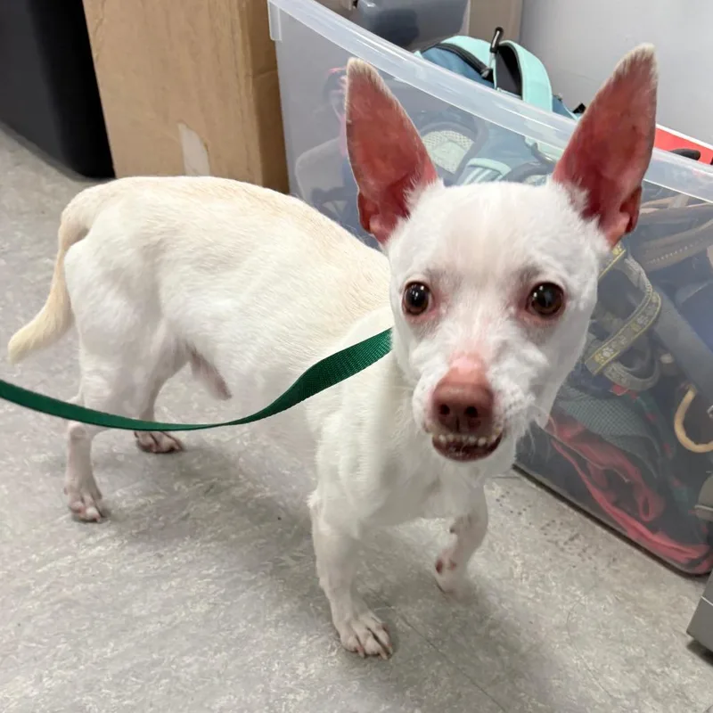 An adult small-sized male White / Cream Mixed Breed dog named Finn for adoption in Philadelphia, PA