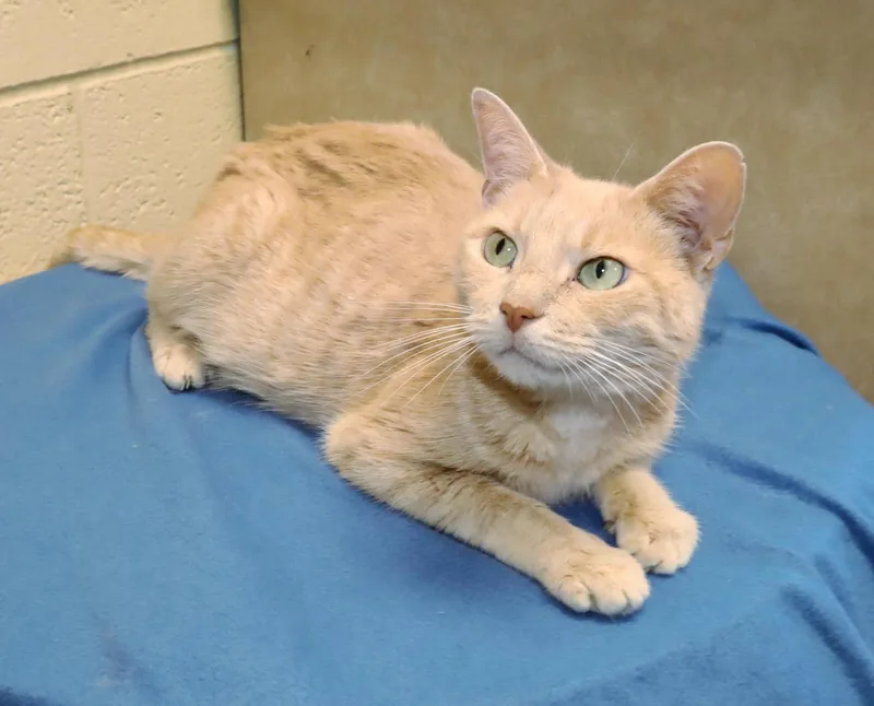 A young medium-sized female Tabby (Buff / Tan / Fawn) Tabby cat named Alicia for adoption in Euclid, OH