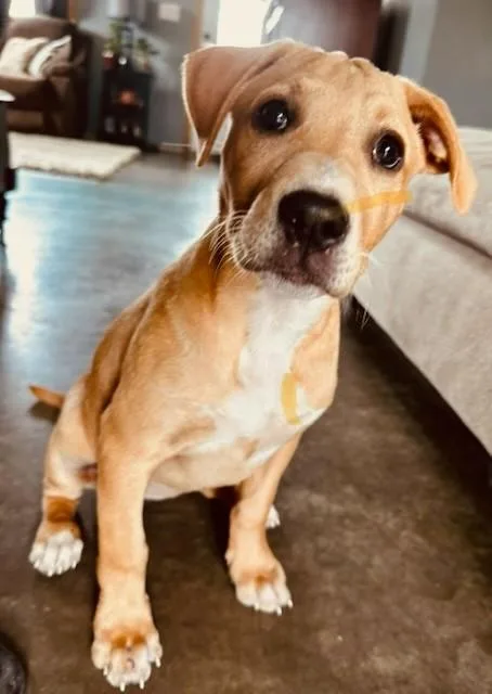 A baby medium-sized female Mixed Breed dog named Millie for adoption in Northwood, NH