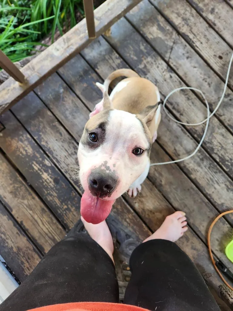 A baby medium-sized female Pit Bull Terrier dog named Bean for adoption in Bloomington, IN