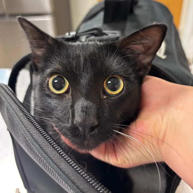 A young medium-sized male Black Domestic Short Hair cat named Goofball for adoption in Ottawa, KS