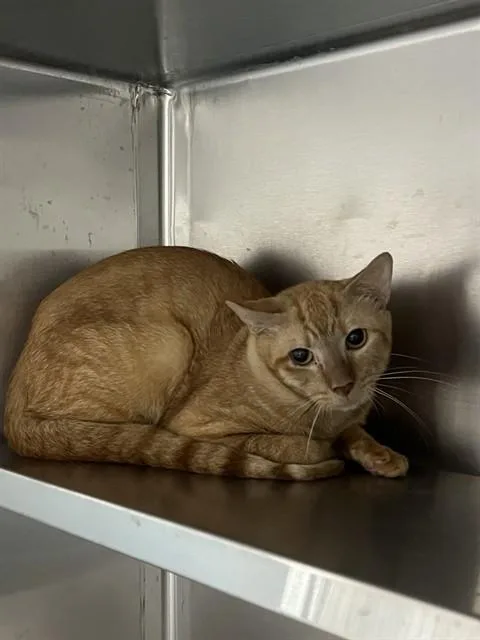 A young medium-sized male Domestic Short Hair cat named Croissant for adoption in Fort Lauderdale, FL