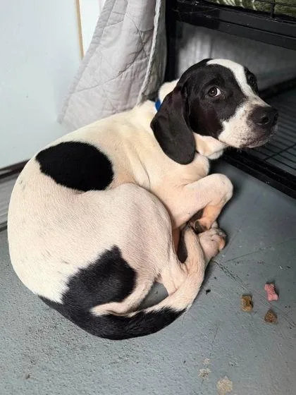 A young medium-sized male White / Cream Mixed Breed dog named Colty for adoption in Leitchfield, KY