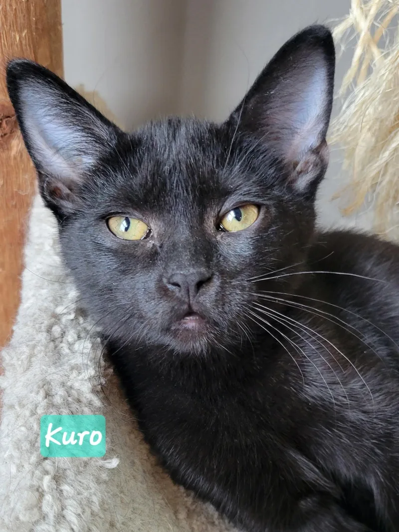 A baby small-sized male Black Domestic Short Hair cat named Kuro for adoption in Indianapolis, IN
