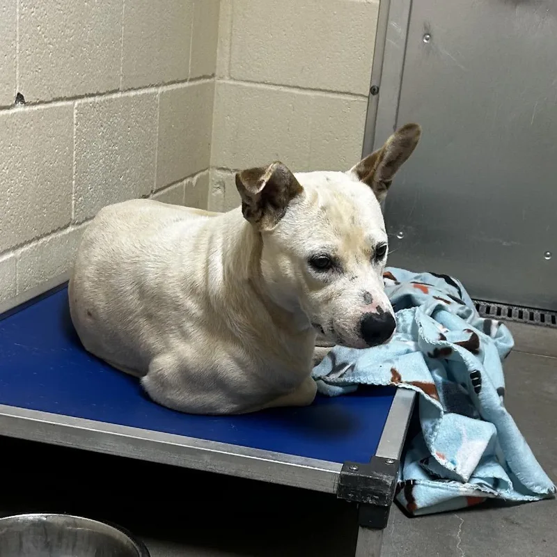 A young medium-sized male White / Cream Pit Bull Terrier dog named Snowman for adoption in Palestine, TX