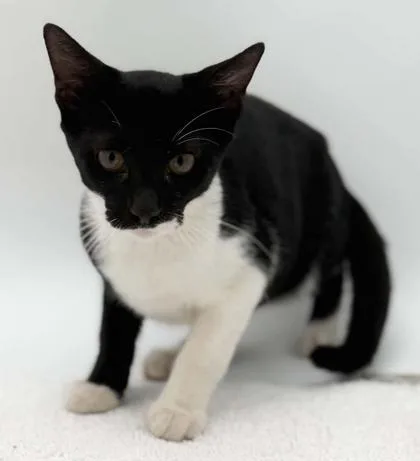 A young small-sized male Domestic Short Hair cat named Hawkeye for adoption in Bowling Green, KY