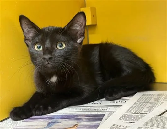 A baby medium-sized female Domestic Short Hair cat named Gina for adoption in Los Angeles, CA
