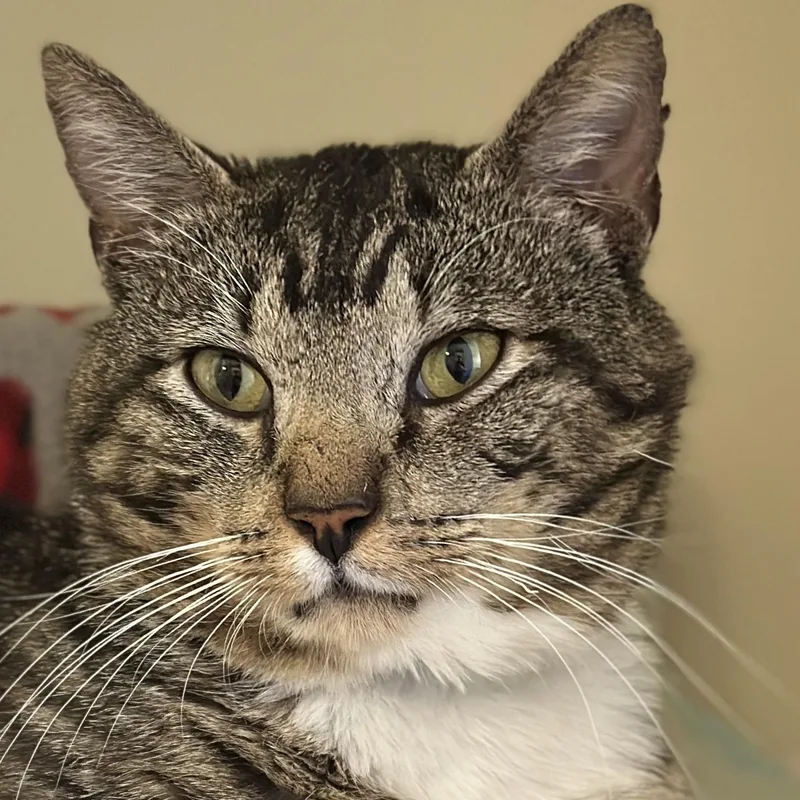 A senior medium-sized male Tabby (Brown / Chocolate) Domestic Short Hair cat named Sox for adoption in Victor, NY