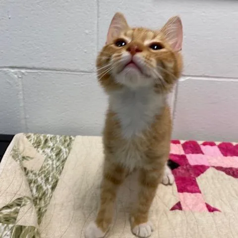 A baby small-sized male Orange / Red Domestic Short Hair cat named Cosmo for adoption in Dayton, OH