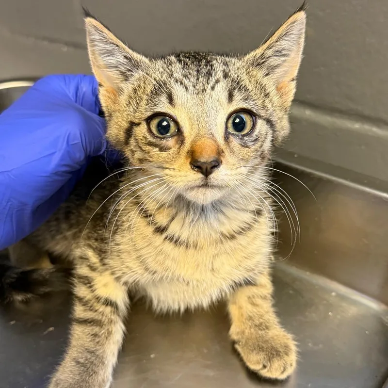 A baby small-sized female Brown / Chocolate Domestic Short Hair cat named Sarah for adoption in Tuscaloosa, AL