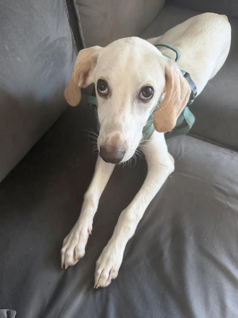 A young medium-sized female Beagle dog named Lace for adoption in Holly Springs, NC