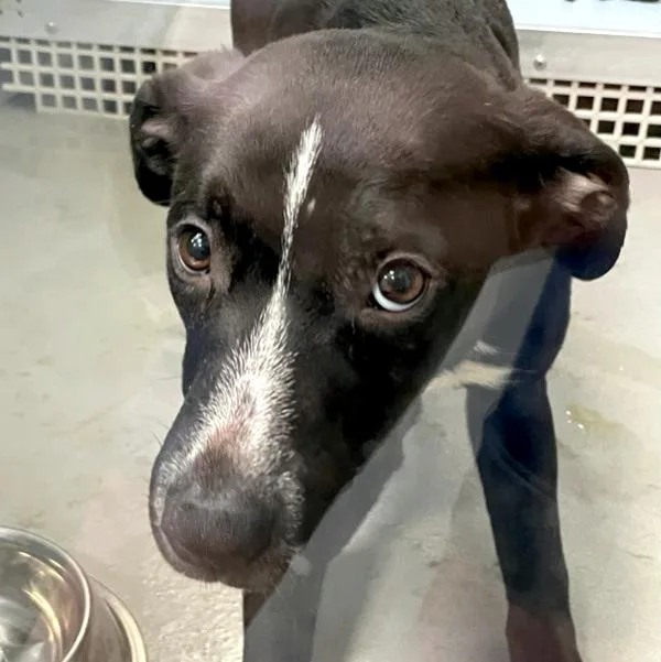A young small-sized female Terrier dog named Baby for adoption in Des Moines, IA