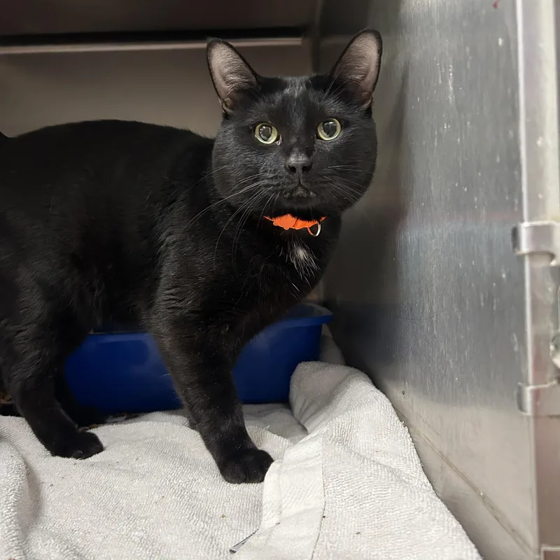 An adult medium-sized male Black Domestic Short Hair cat named Midnight for adoption in La Grange Park, IL