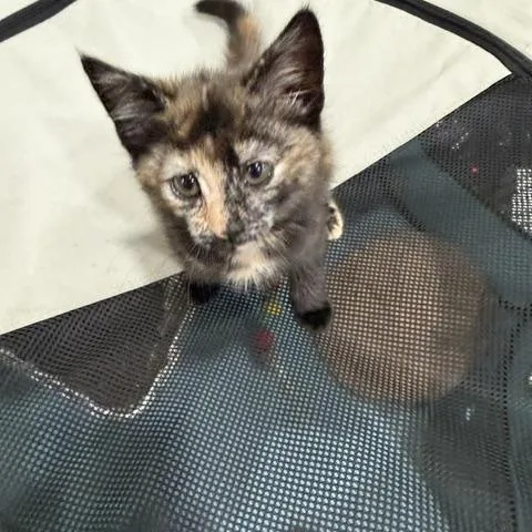 A baby medium-sized female Tortoiseshell Domestic Short Hair cat named Nicole for adoption in Baltimore, MD
