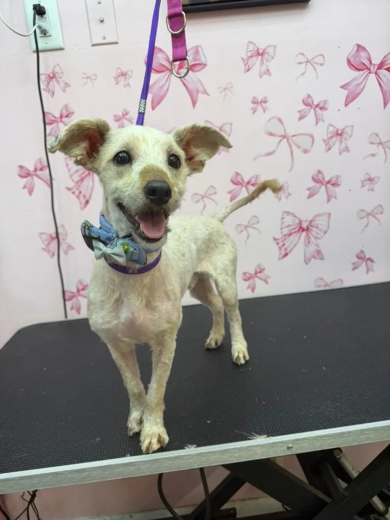A young medium-sized male Terrier dog named Jeff for adoption in Findlay, OH