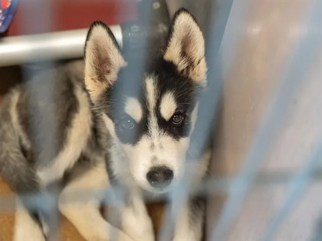 A baby small-sized male Siberian Husky dog named Goalie for adoption in Martinez, CA