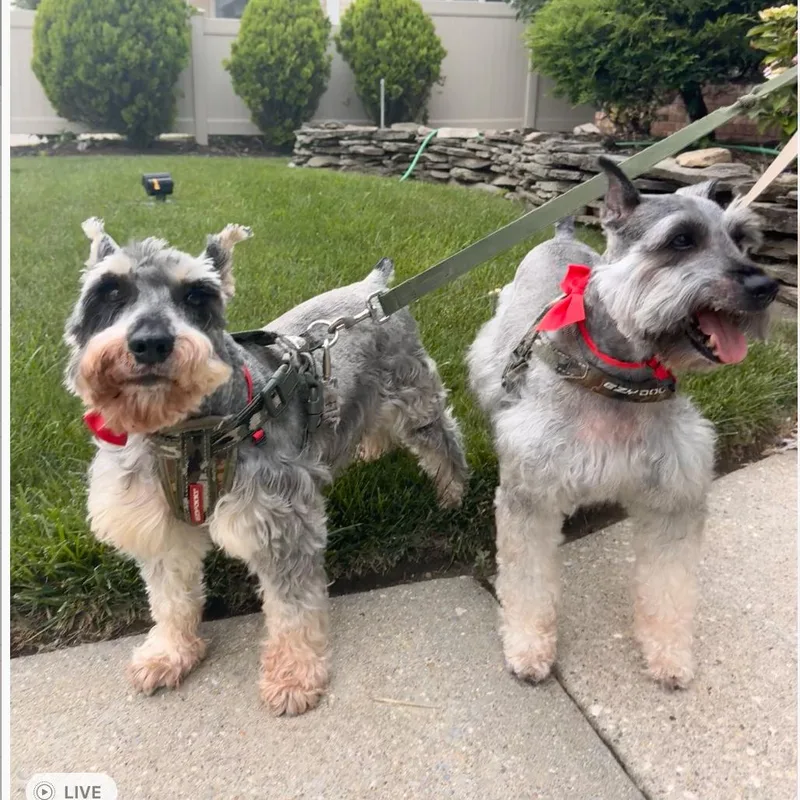 A senior medium-sized male Gray / Blue / Silver Standard Schnauzer dog named Prince for adoption in Oceanside, NY