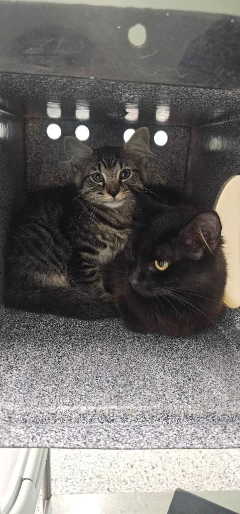A baby small-sized male Domestic Long Hair cat named Spencer for adoption in Athens, TN