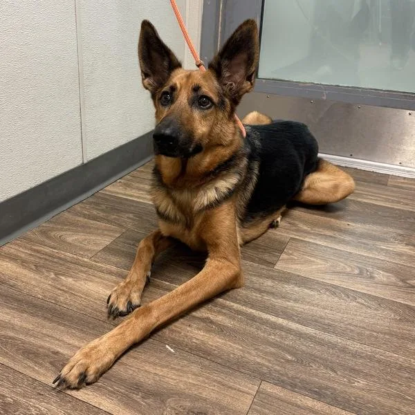 An adult large-sized male German Shepherd Dog dog named Melman for adoption in San Diego, CA