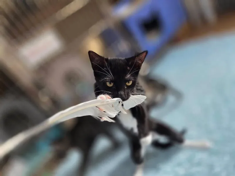 A baby small-sized female Black & White / Tuxedo Domestic Short Hair cat named Kumba for adoption in Tampa, FL