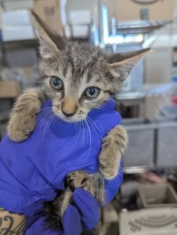 A baby small-sized female Domestic Short Hair cat named Frida for adoption in San Bernardino, CA