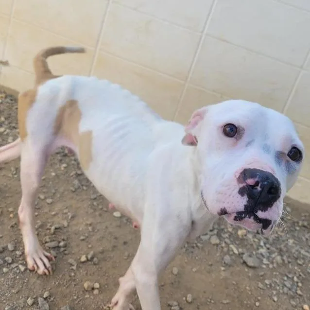 Smarshmello thumbnail 2