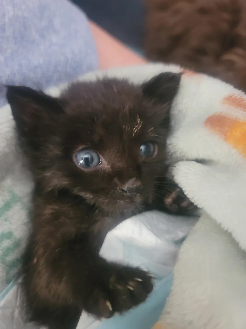 A baby small-sized male American Shorthair cat named Panther for adoption in Heyburn, ID