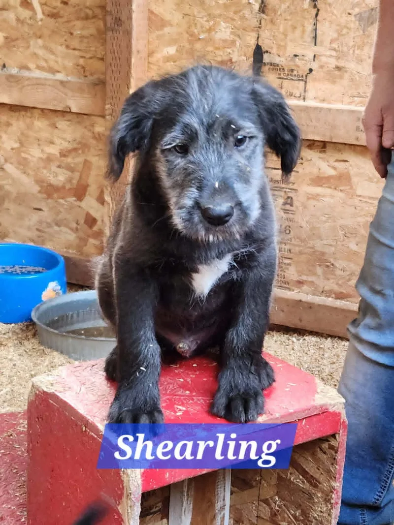 A young large-sized male Sheepadoodle dog named Bo  Brook  for adoption in Lewiston, ID