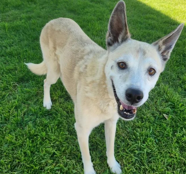 A senior medium-sized male Siberian Husky dog named Togo for adoption in Albuquerque, NM