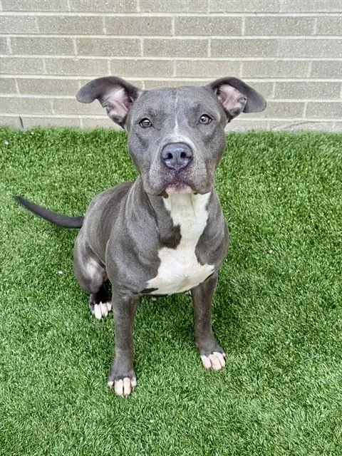 An adult medium-sized female Mixed Breed dog named Amelia for adoption in Dallas, TX