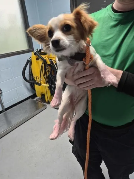 A young small-sized female Chihuahua dog named Pen for adoption in Lawrenceville, GA