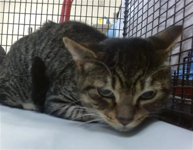A young small-sized male Domestic Short Hair cat named Garfield for adoption in Miami, FL
