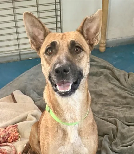 A young medium-sized female German Shepherd Dog dog named Maisy for adoption in Tucson, AZ