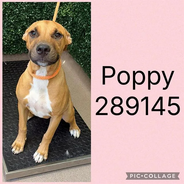 A young medium-sized female Mixed Breed dog named Poppy for adoption in Macon, GA