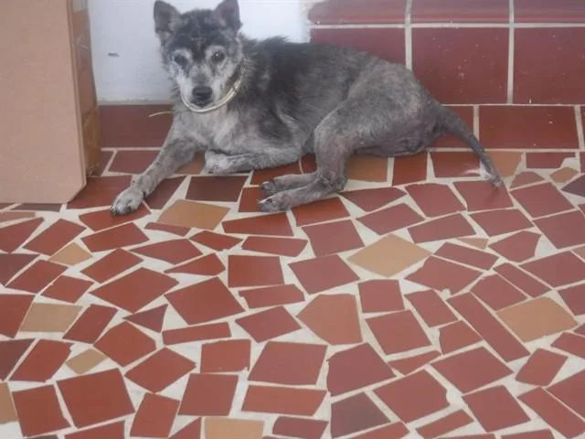 An adult medium-sized female Terrier dog named Ari for adoption in Miami, FL