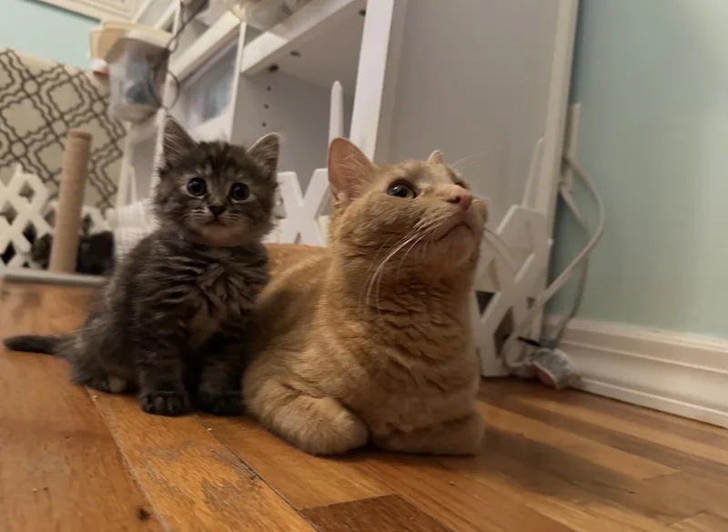 A young medium-sized female Orange / Red Domestic Short Hair cat named Cara Cara And Annette for adoption in Staten Island, NY