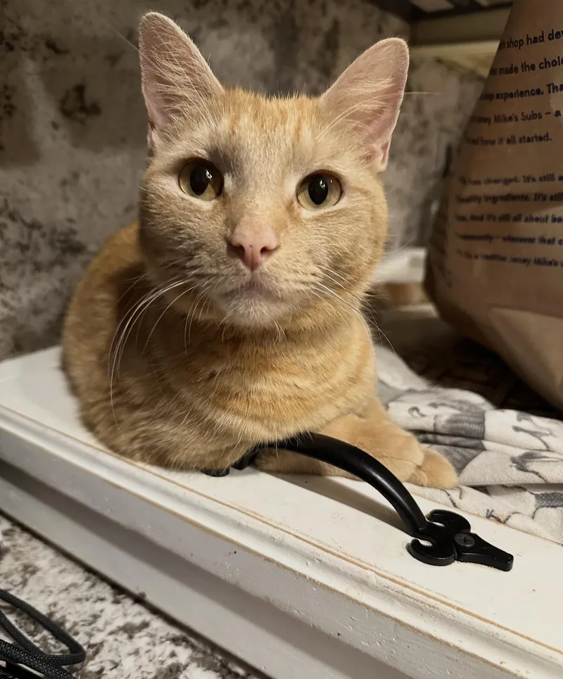 Cara Cara And Annette thumbnail 2