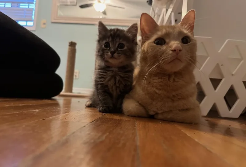 Cara Cara And Annette thumbnail 4