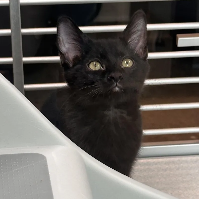 A baby small-sized female Black Domestic Short Hair cat named Obsidian for adoption in Hailey, ID