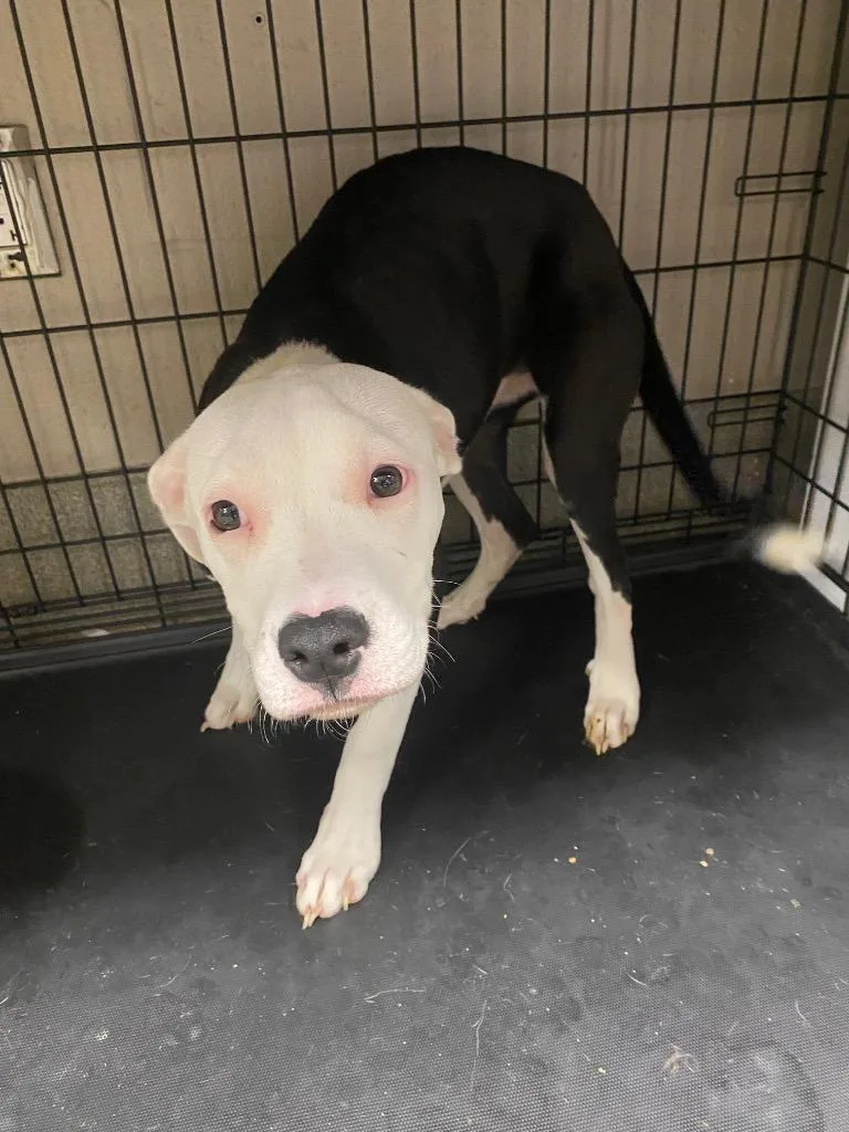 A baby medium-sized female Pit Bull Terrier dog named Christy for adoption in Hopkinsville, KY